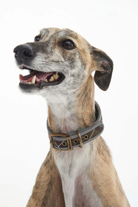 Comfort Lurcher Collar - CLASSIC TARTAN