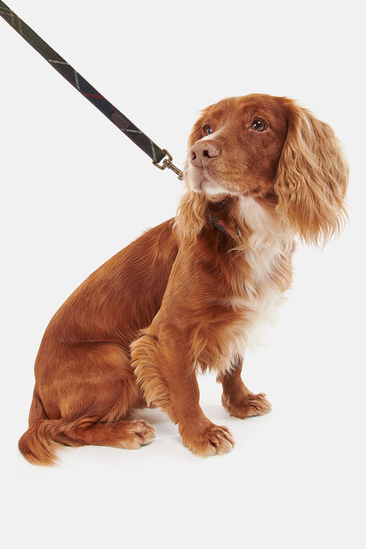 Tartan dog collar - CLASSIC TARTAN