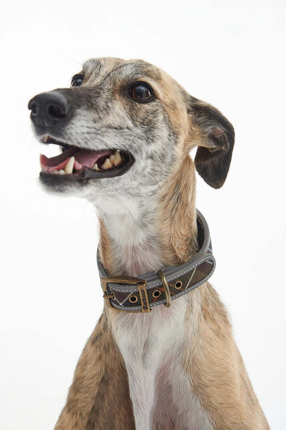 Comfort Lurcher Collar - CLASSIC TARTAN